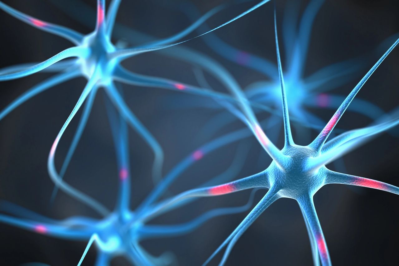 Neurons